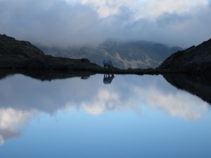 A cow drinking from Etang des Forats