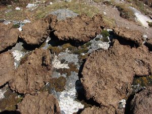 Drying out yak dung for fuel Drying out yak dung for fuel