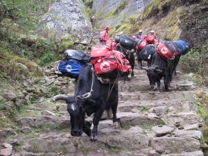 The JG yaks climbing down past a prayer wall