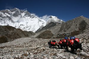 The bags arriving at Island Peak Base Camp, with Lhotse and Island Peak in the backgound The bags arriving at Island Peak Base Camp, with Lhotse and Island Peak in the backgound